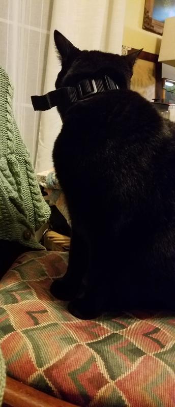 Vlad showing off new collar