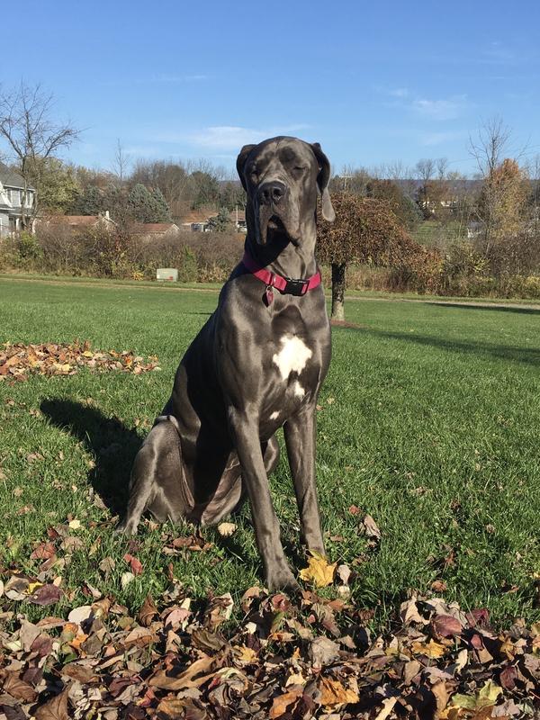 Miss Remington Steal enjoying a day outside!