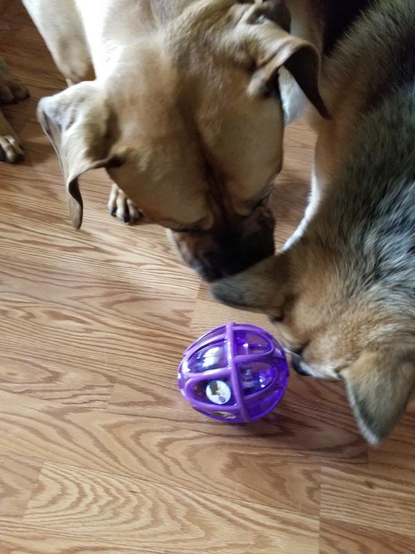 Vida and Precious sharing their Petsafe Kibble Nibble