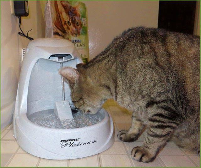 Argos cat 2024 drinking fountain