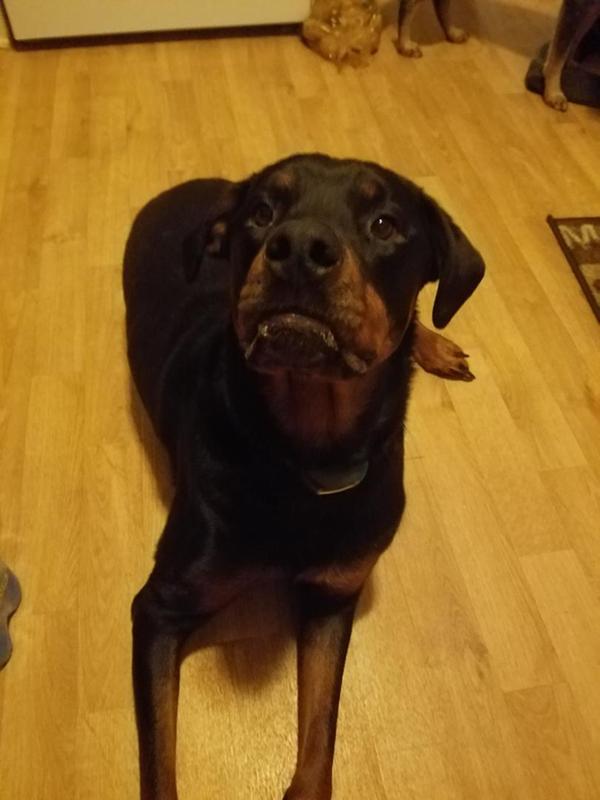 Rottie-Mix laying down as she was instructed.