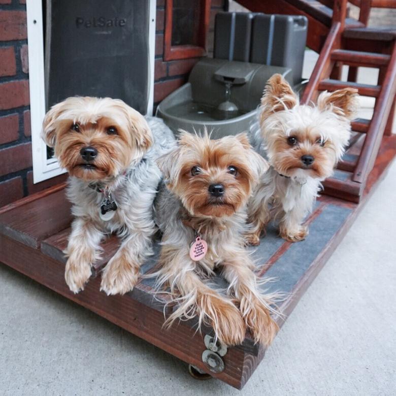 @leonidopold #yorkiefamsquad
