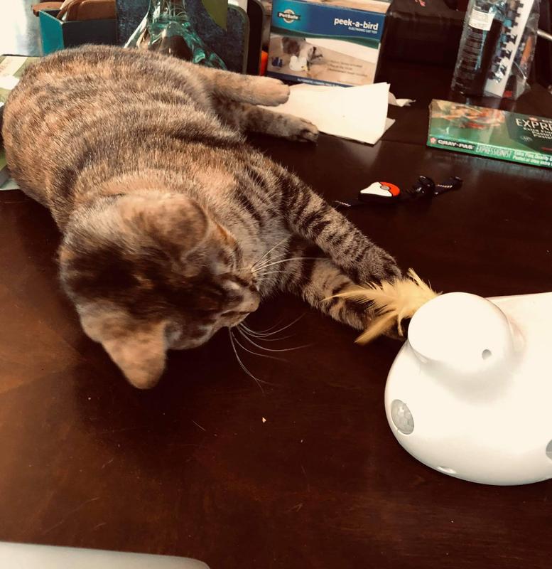 Playing with feather