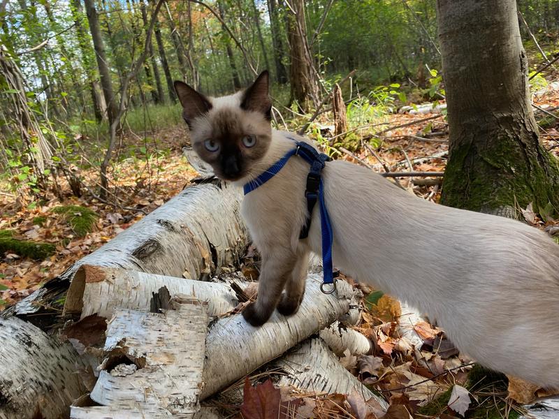 Our cat (Cas) out in the fall leaves.
