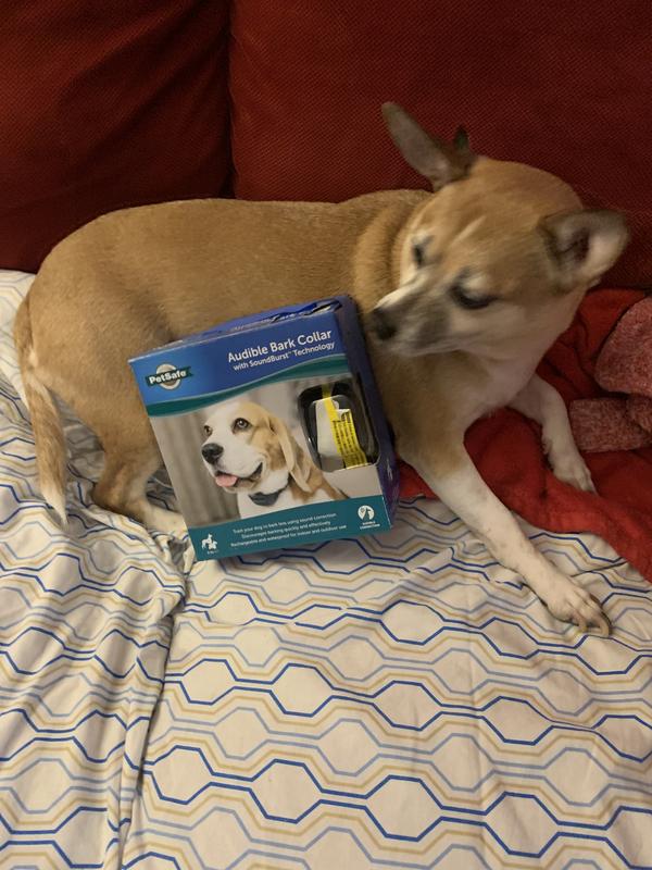 Absolutely 100% satisfied with this dog collar