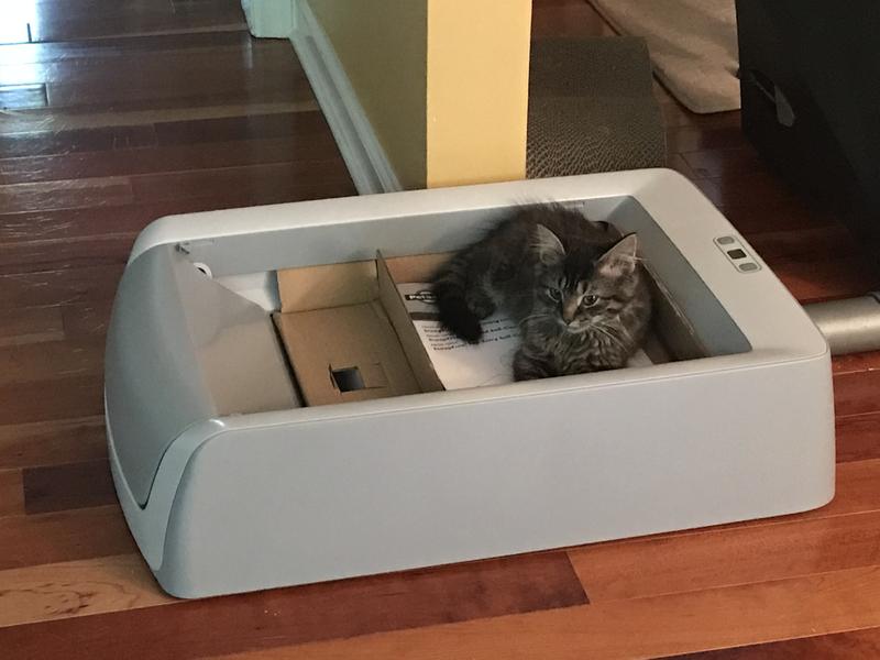 Curious kitten! Just out of the box - hurry and set this up for me, Mom!