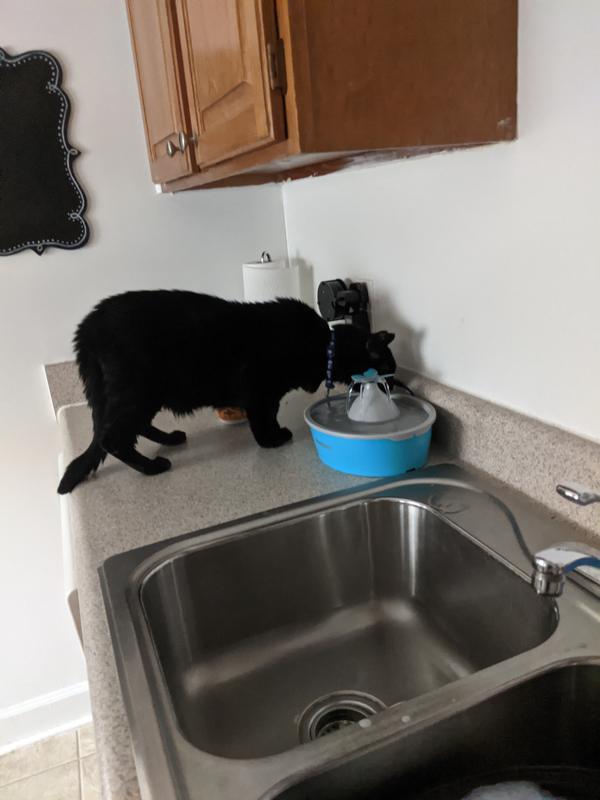 Loving his fountain.