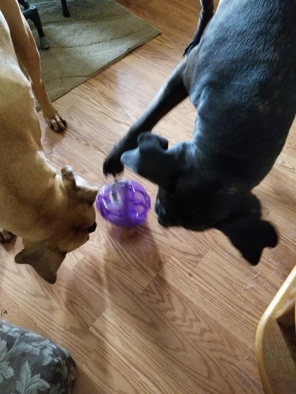 Bella and Vida taking turns