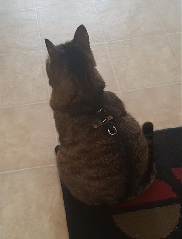 Whisker City Comfort Cat Harness Review