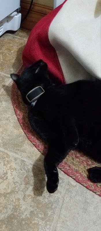 Black cat pic with black collar.. difficult to take!