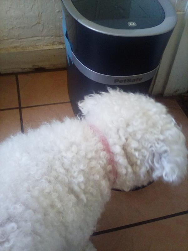 push button dog feeder