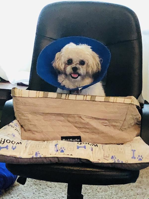 used to keep our dog safe during neuter recovery