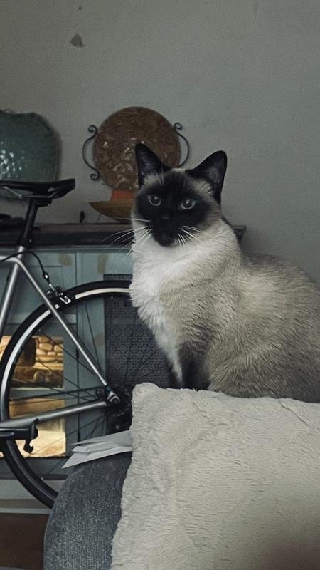 Coco
