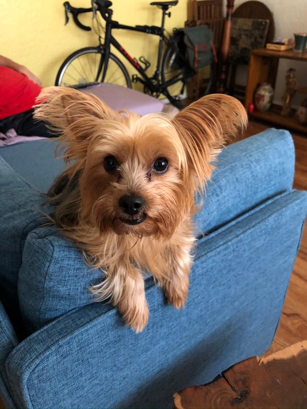 buddy and bella training pads