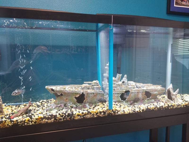 penn plax tank divider