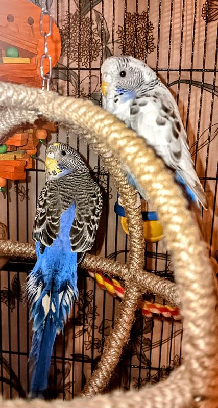 Pet shop supermarket birds