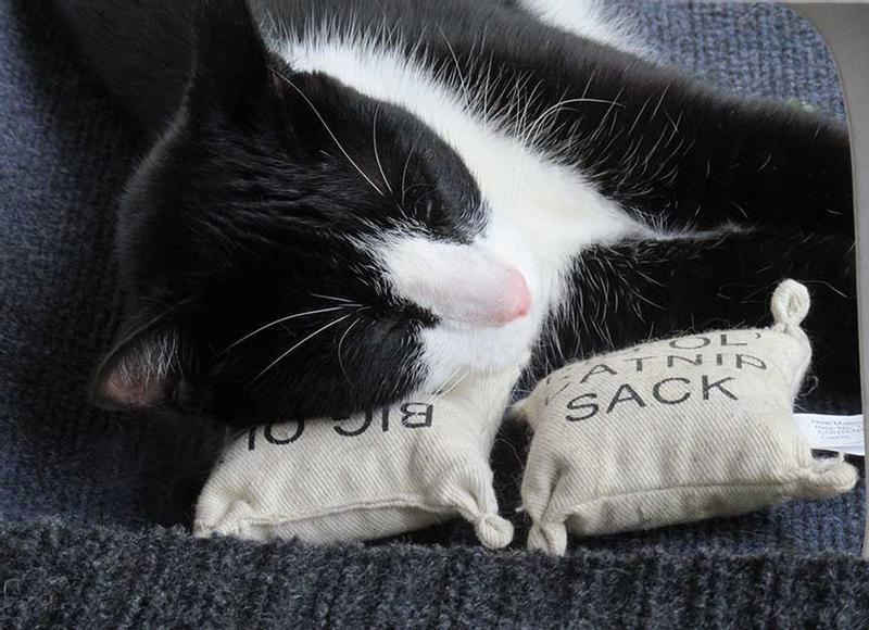 Big ol catnip hot sale sack