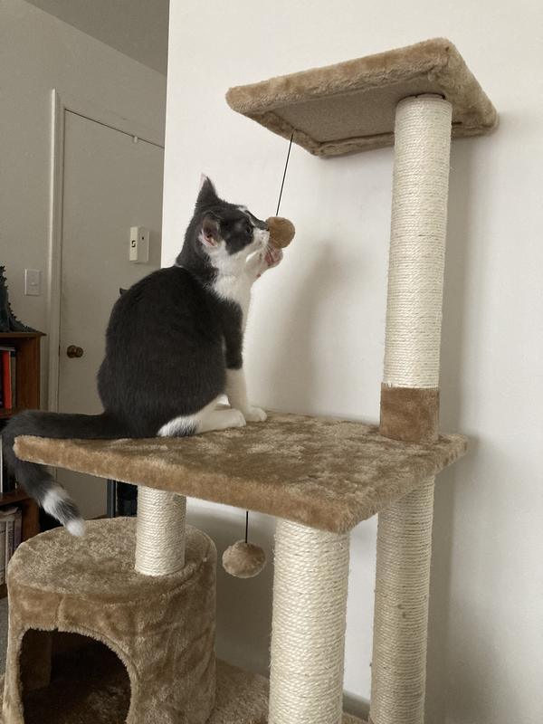 Pet supplies sale plus cat trees