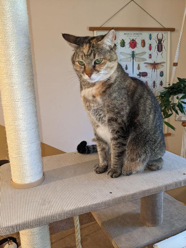Modern Laminated Cat Tree - Jiminy – Catry International