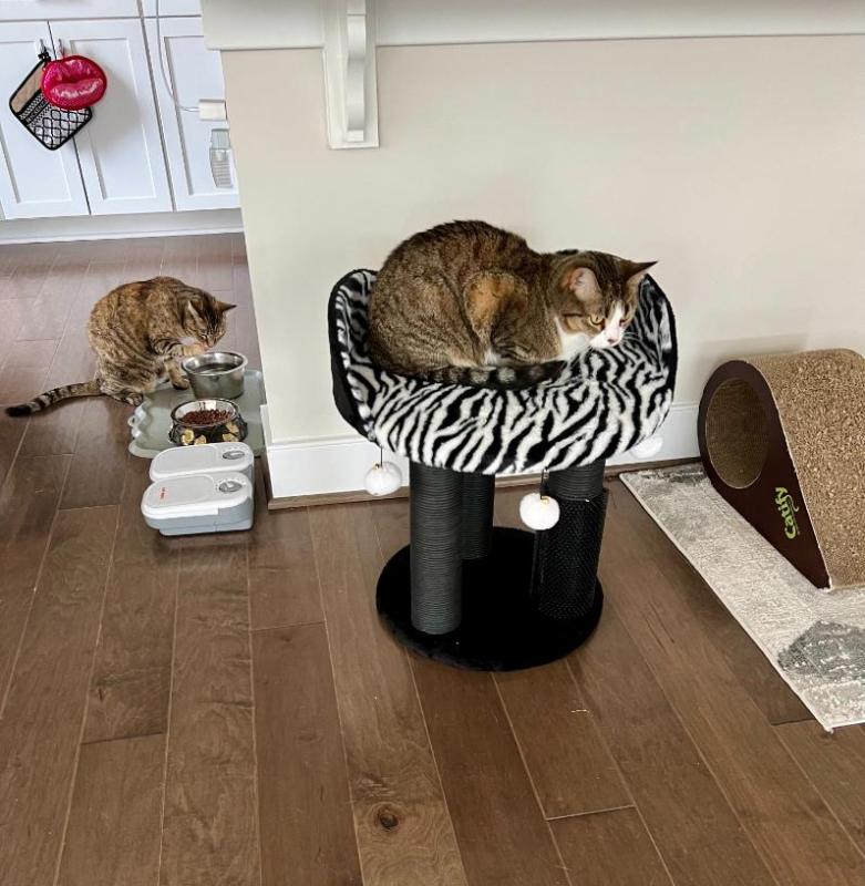 PetPals Diego Zebra Print Cat Tree & Scratcher