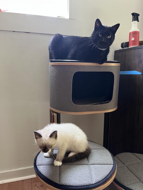 Walter and Sprigatito on their Starbz