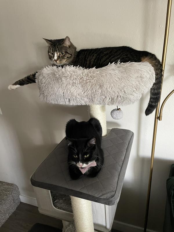 The babies enjoying their new cat tower!