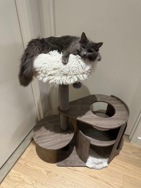 PetPals Group Cullen Curved Modern 4-Level Cat Tree, 3X-Large | Petco