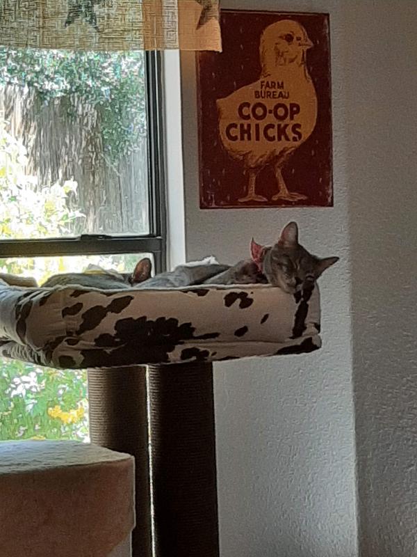 Two sleepy cowgirls on top bed