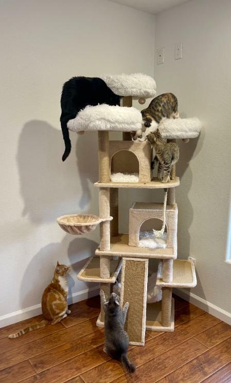 Petpals Group Catry Castle Xl Interactive Tree With Condos, 23.5