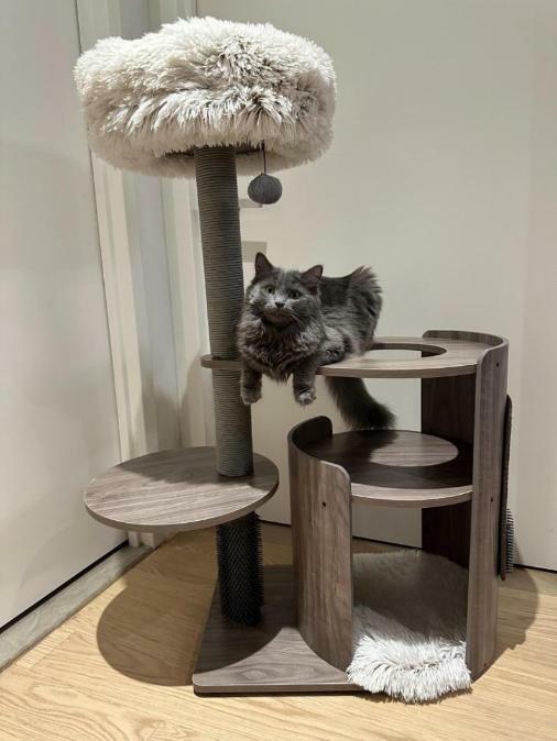 PetPals Group Cullen Curved Modern 4-Level Cat Tree, 3X-Large | Petco