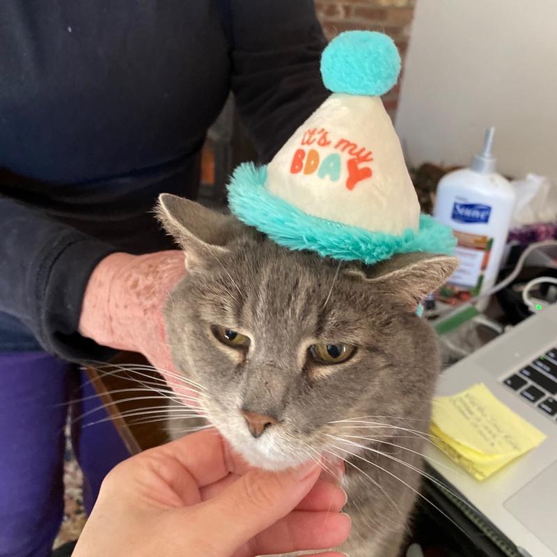 Petco birthday hat hotsell