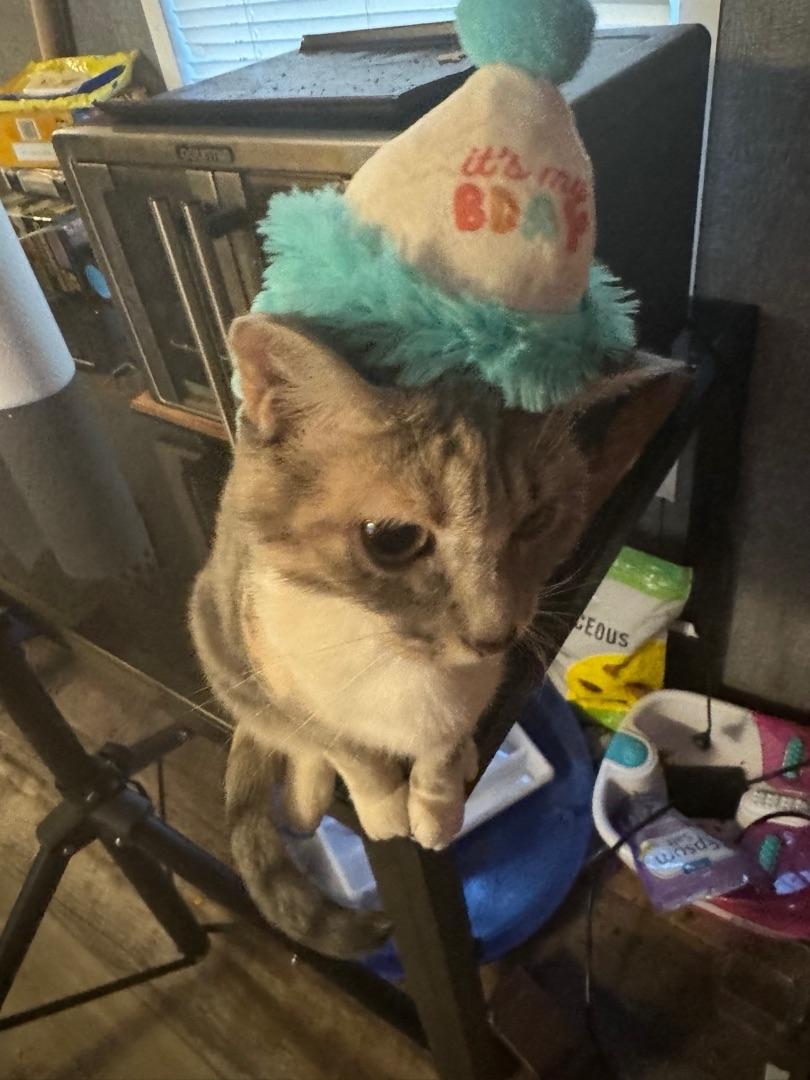 Pearhead Pet Happy Purrday Bowtie and Hat Birthday Set for Cats Petco
