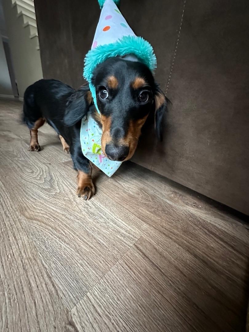 Dog birthday hat petco best sale