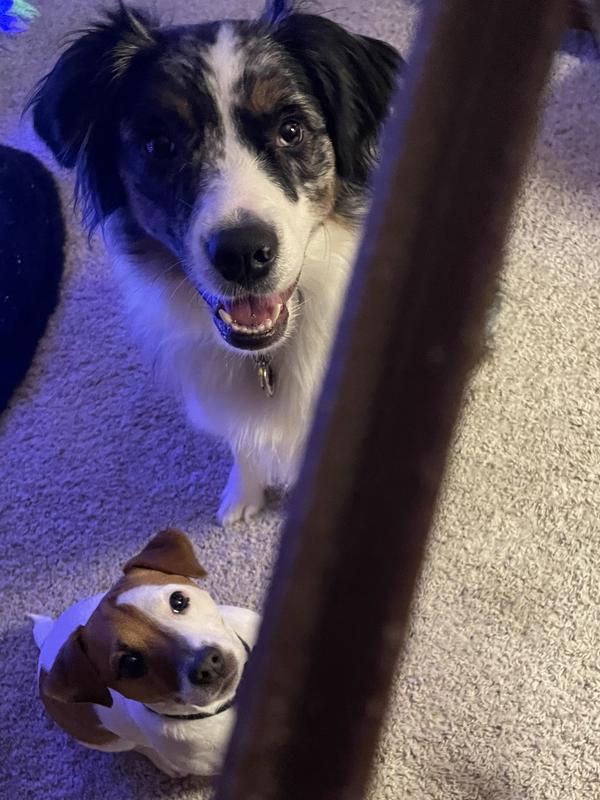 My babies waiting patiently...