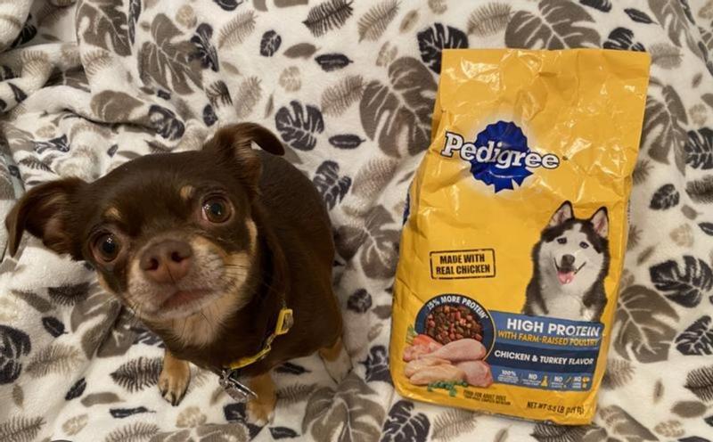 Pedigree small breed dog food reviews hotsell