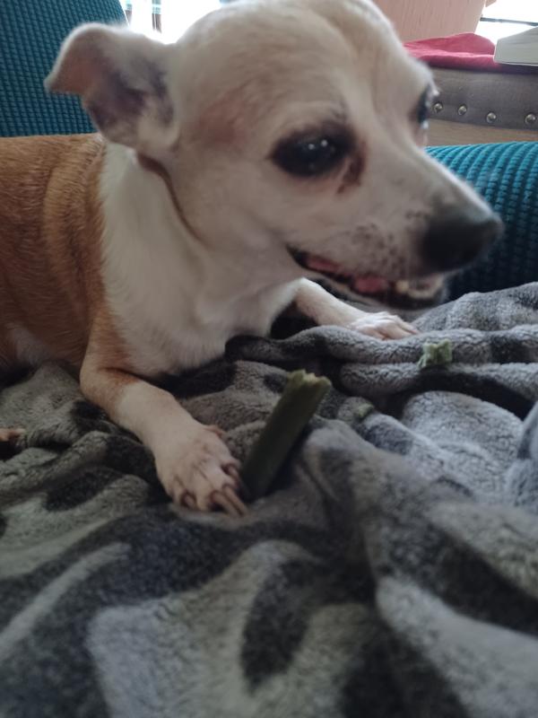 Louie enjoying his treat