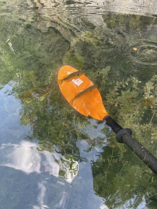 PELICAN, Poseidon Kayak Paddle 240 cm (94.5)