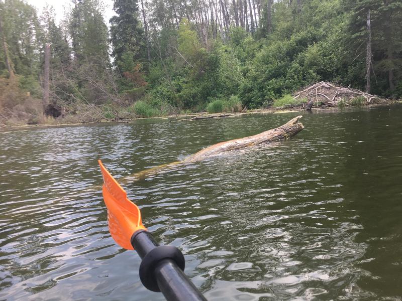 Bomgaars : Pelican Poseidon kayak Paddle 230 cm, Electric Blue : Paddles