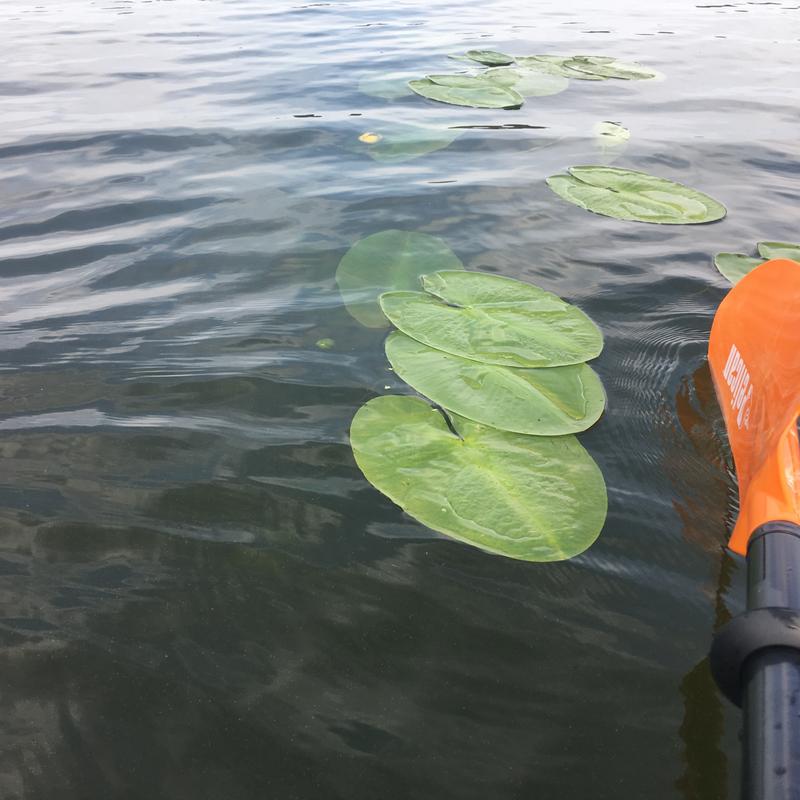 Kayak Paddle Pelican Poseidon - alu - 2 parts - 230 cm - Green/yellow -  Nootica - Water addicts, like you!