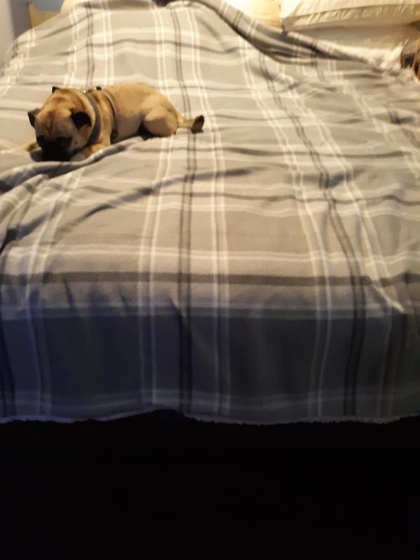 Here is the Canon Teddy plaid blanket in full size with my dog on it on my bed