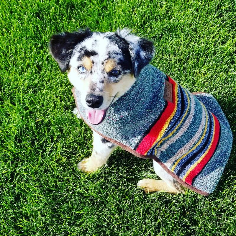 Pendleton yakima hot sale dog coat