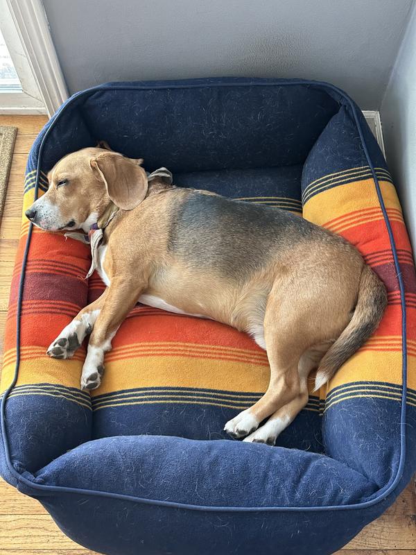 Pendleton pet bed sale