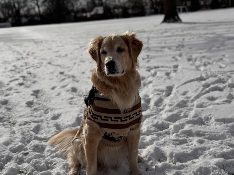 Buy Westerley Pet Sweater Iconic Cozy Knit for Pets | Pendleton
