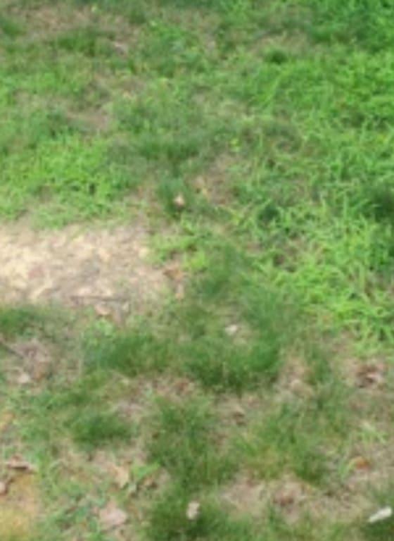 Sprouts even on sand and in shaded areas.
