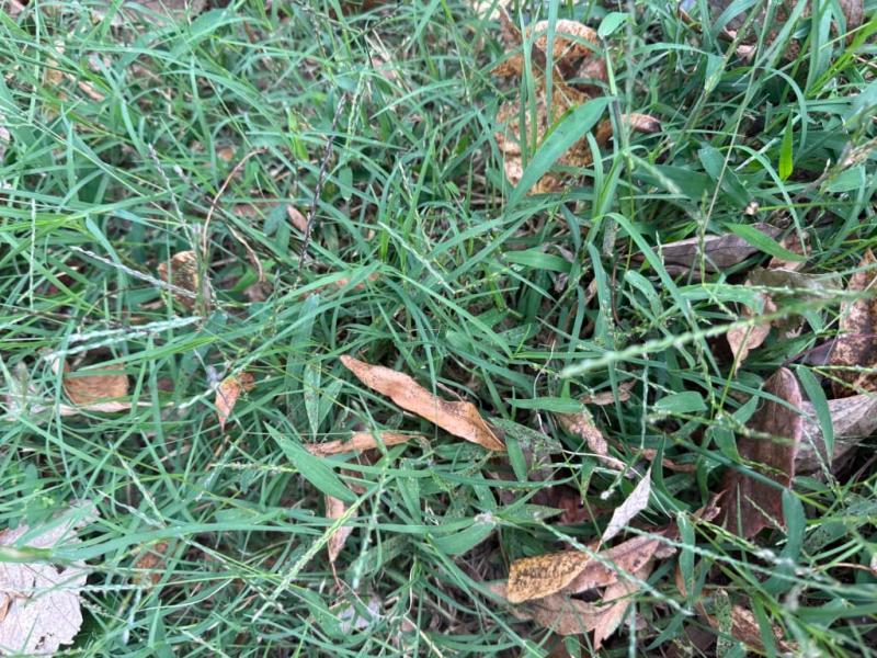 Grass is growing so quickly and it's soft