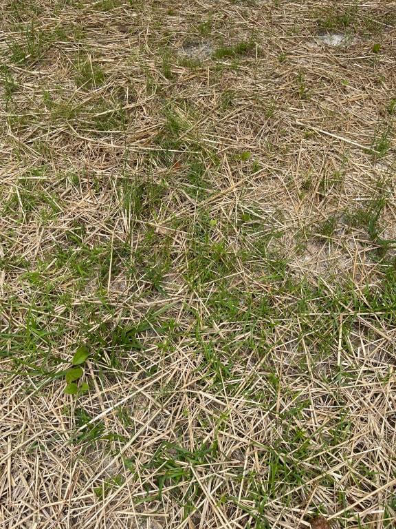 New grass