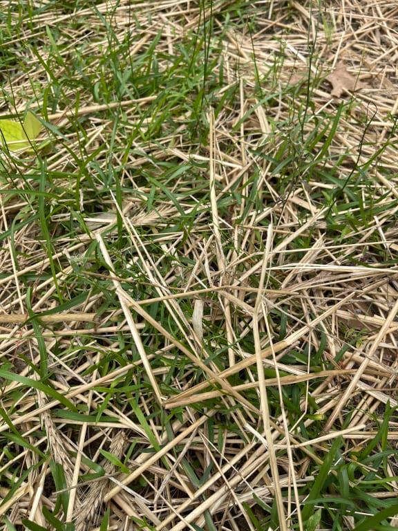 New grass