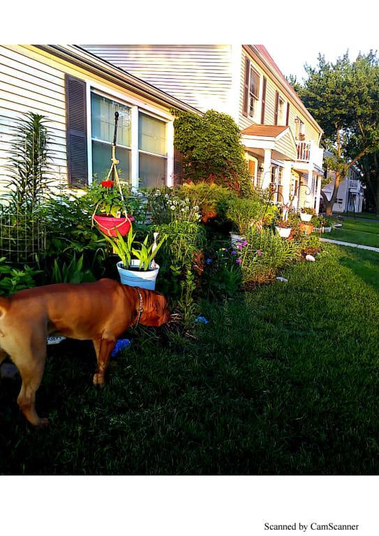 Early in the growing season and look at the size strength of the garden.