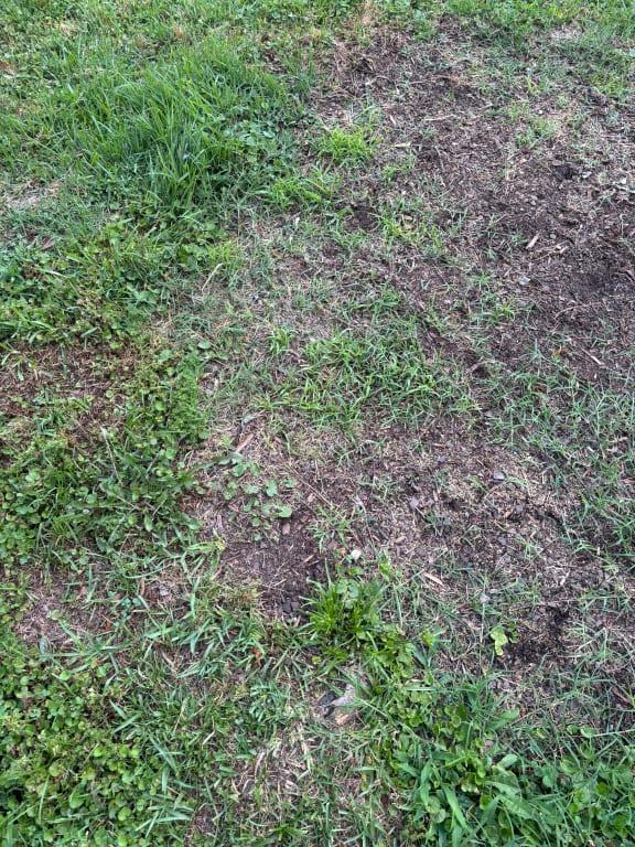 10 days after seeding