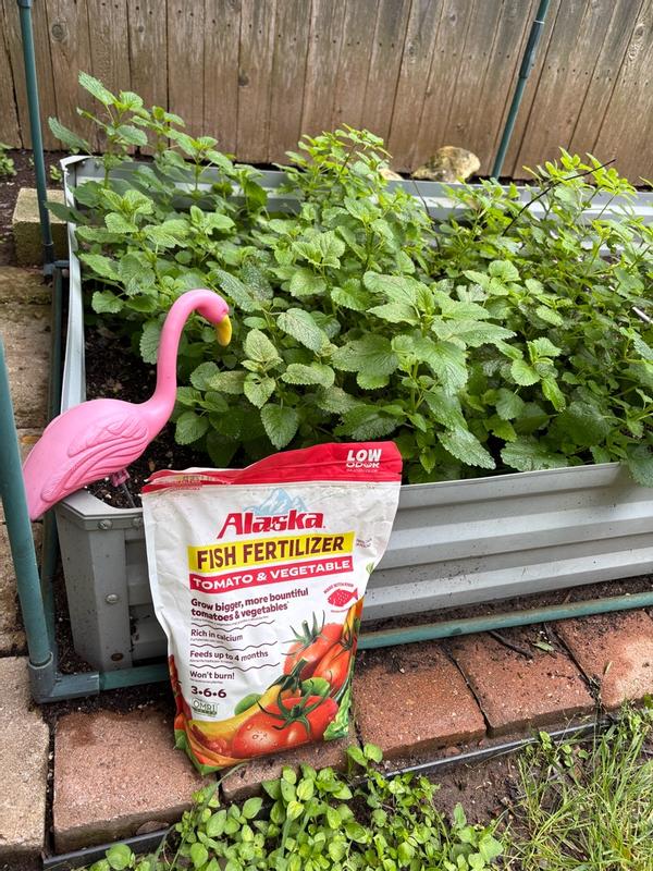 rose plants in a pot Sunblaze Amber Rose Plants For Sale main image 1